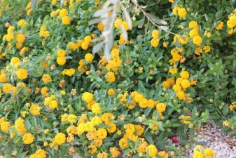 Local flora