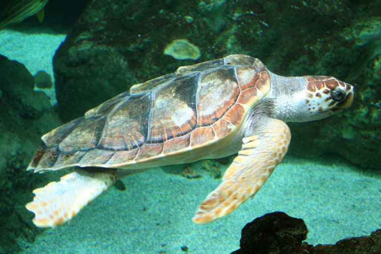 Loggerhead Turtle title=